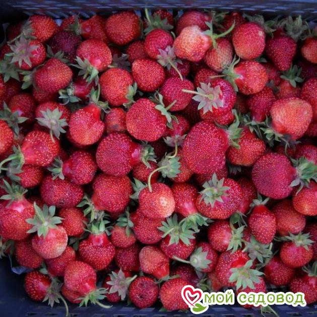 Клубника Дукат ранний