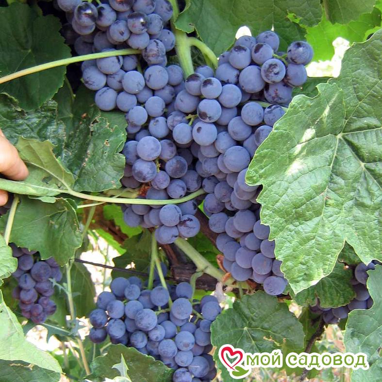 Виноград Венус