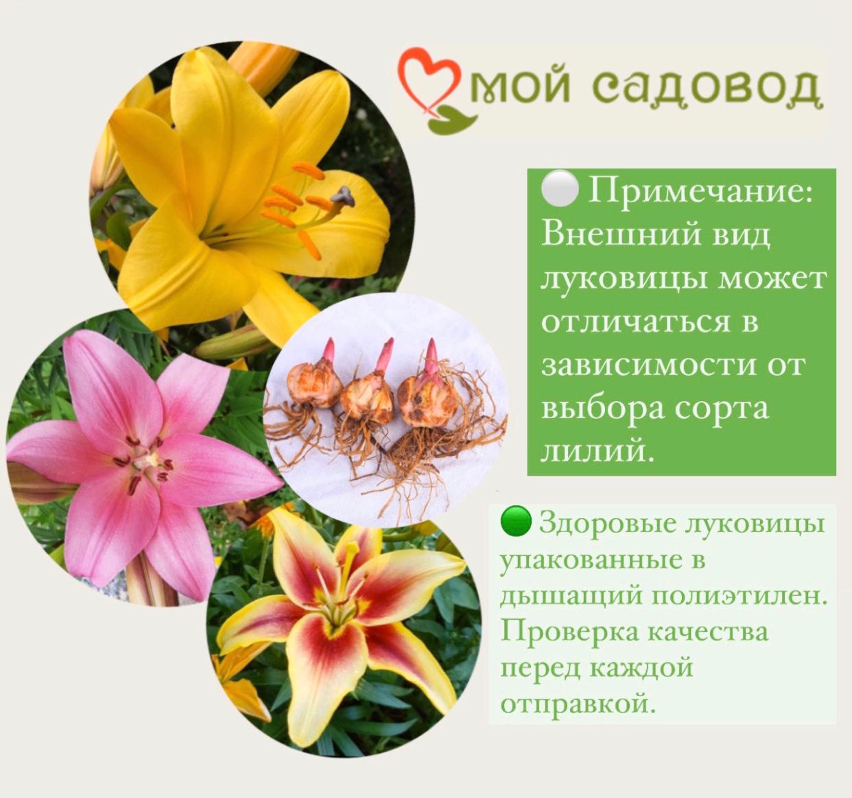 Лилия Анника